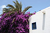 Holiday Villas Lanzarote
