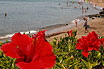 Beach Lanzarote flowers