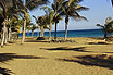 Beach palm trees Lanzarote