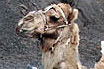 Camels In Arid Lanzarote